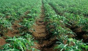 N54 Billion Spent on Agric in Four Years – NIRSAL Boss