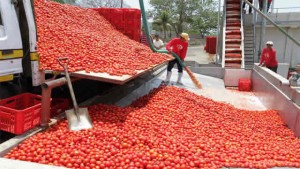Dangote’s tomato factory to resume production in December
