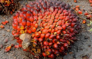 Inject N50bn into oil palm – Association tells FG