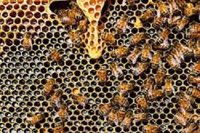 Nigeria To Start Bee Export By 2018