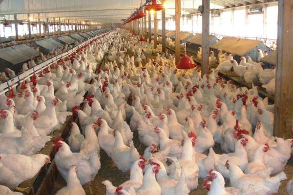 How To Set Up A Standard Poultry Farm In Nigeria