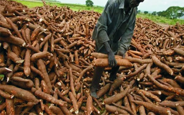 How To Start Cassava Farming And Processing Business For Export