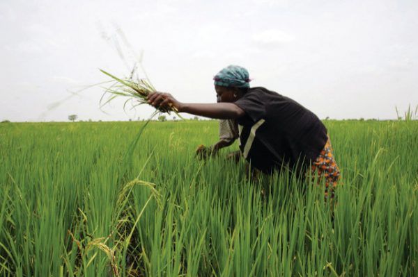 How To Start A Rice Farming Business In Nigeria