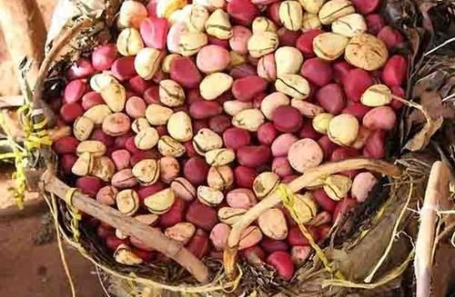 Harnessing Kola Nut Business For Export