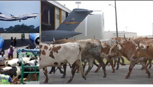 Aviation Safety: Cows Inimical To Airport Runways