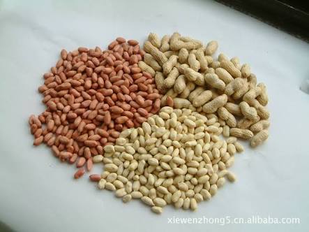 Starting Groundnuts Export Business