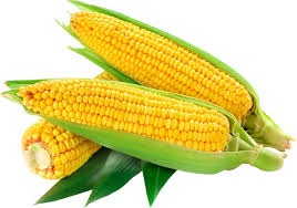  Starting Maize Production And Export From Nigeria