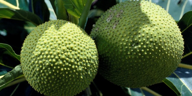 Starting A Lucrative Breadfruit Farming and Export Business In Nigeria