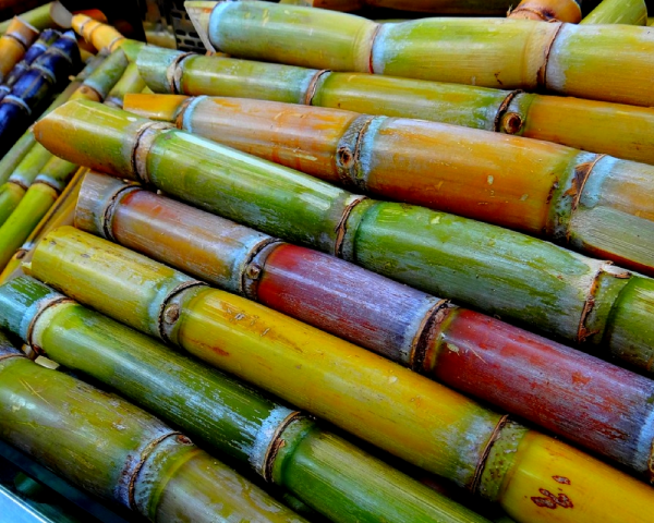 Sugarcane Production And Export From Nigeria