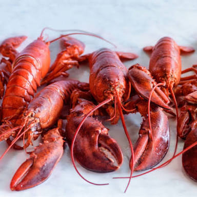 How To Run A Lobster Farm For Export