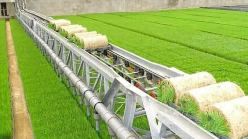 Cross River Rice Seedling Factory To Generate N14bn Annually
