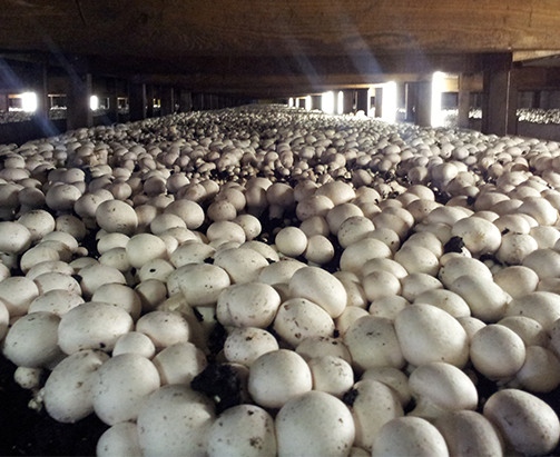 How To Grow Mushrooms For Export