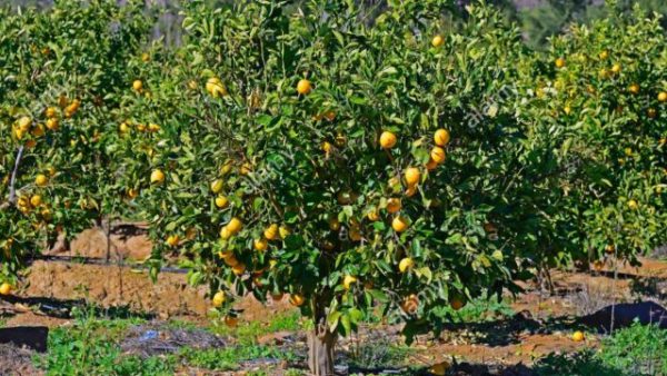 How to make N16m from orange yearly, by NIHORT specialist