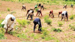 CBN disburses N611.5bn to commercial farmers
