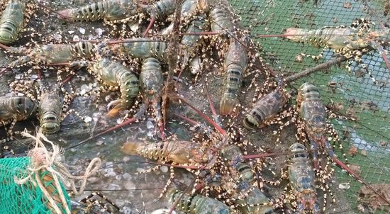 How To Operate A Lobster Farm For Export