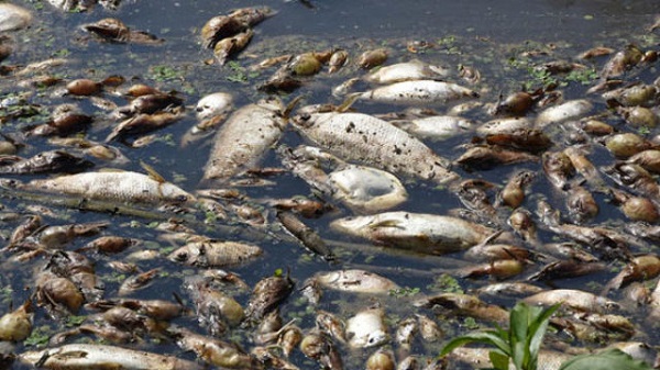  Group calls for probe into dead fishes across Niger Delta