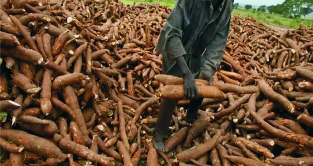 How To Process And Export Cassava Granules From Nigeria