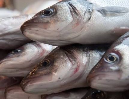 Blue Economy: Over $800 Million Expended On Fish Importation Annually