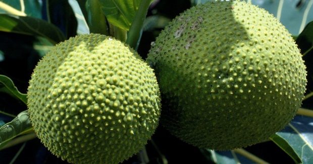 Starting A Lucrative Breadfruit Farming and Export Business In Nigeria