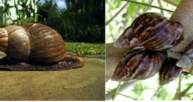 How To Maximize Snail Farming For Export