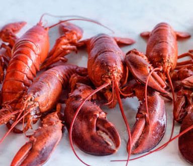 How To Run A Lobster Farm For Export