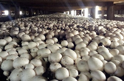 Mushroom Can Generate 16 Million Jobs, N1.8tn Revenue – Growers