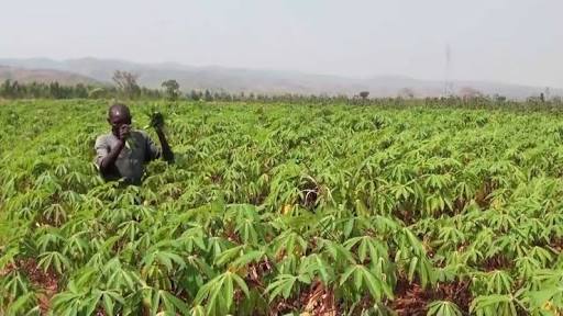 Agric sector records $12bn post-harvest losses annually – FG