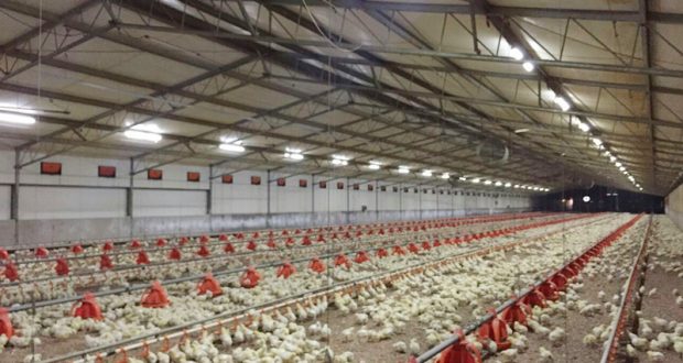 Managing Heat Stress In Poultry, Other Livestock Farms