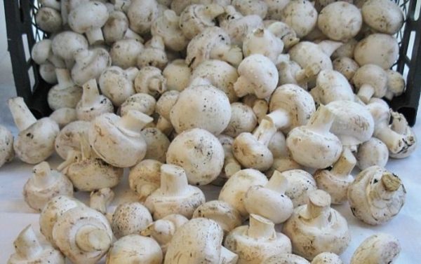 Mushroom growers seek inclusion in CBN programme, eye $45.3bn market