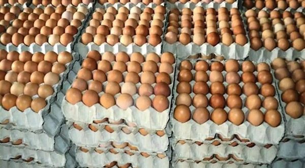 How To Operate Egg Logistics Business In Nigeria