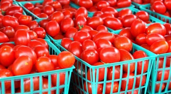 AgriBusiness: How To Manage A Successful Tomato Export Business 