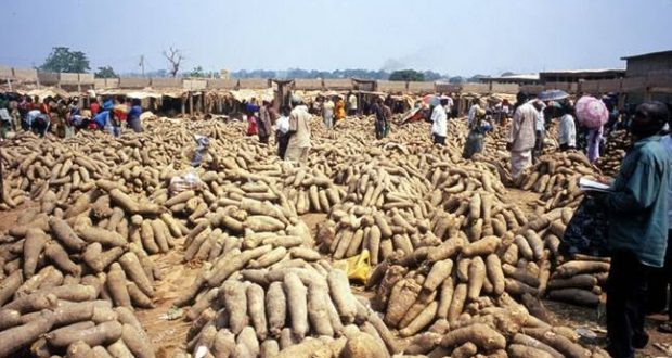 How To Start Exporting Yam To Oversea From Nigeria