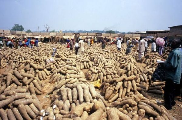 Revving Up Farmers' Profit In Yam Production With Technologies