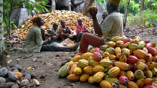 How To Start Cocoa Production Business In Nigeria