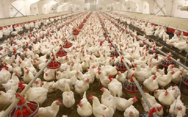 Farmers ask CBN to identify bank-funded poultry projects