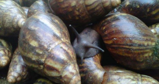 How To Do Snail Farming In Nigeria