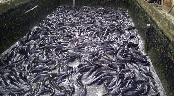 How To Start Fish Farming in Nigeria