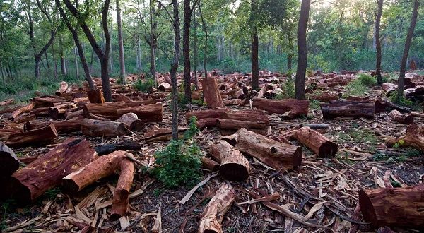 Replanting: Managing Nigerian Forests