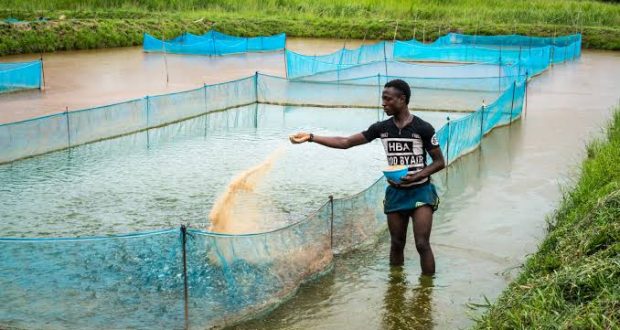 How To Start a Successful  Fish Farming Business in Nigeria