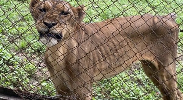 BEARS: Hungry Lions