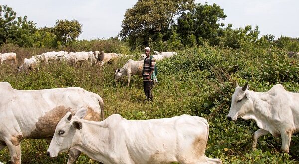 Nigeria’s Dilemma Over Grazing Laws