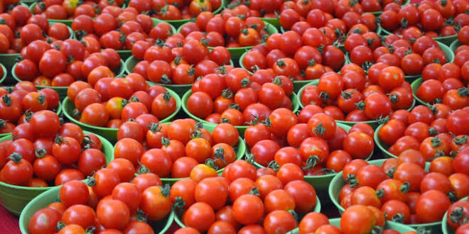 How To Manage A Successful Tomato Export Business