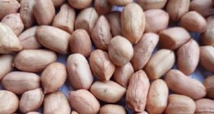 How To Develop Groundnuts Export Business In Nigeria