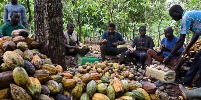 Cocoa farmers seek trust fund to boost production
