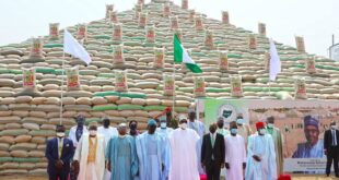 Many Controversies On Buhari’s Rice Pyramids