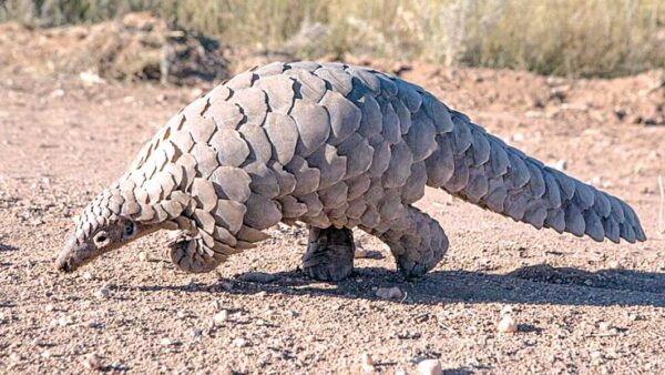 Customs intercepts N3.1bn pangolin scales, elephant tusks enroute Asia