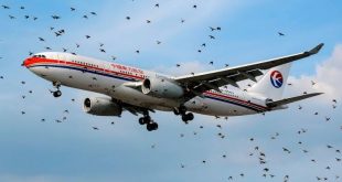 How Airplanes Can Minimize Bird Strikes