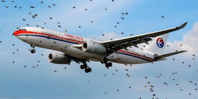 How Airplanes Can Minimize Bird Strikes