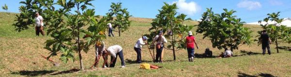 Setting-Up A Lucrative Breadfruit Farm/ Export Business In Nigeria