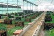 How To Operate A Successful Snail Farm For Export